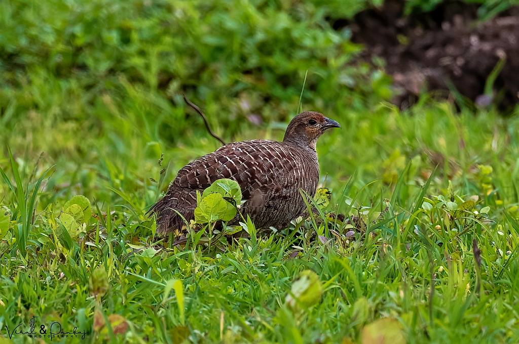 Grey Francolin